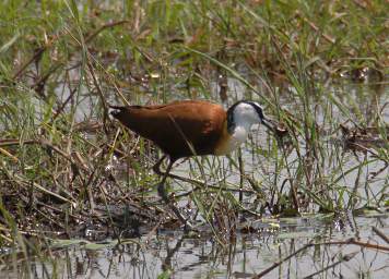 African Jacana