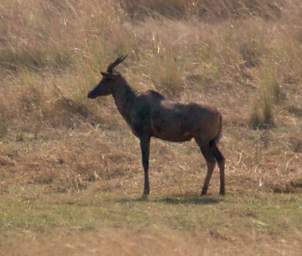 Hartebeest