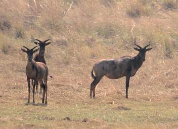 Hartebeest