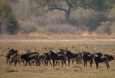 Sable Antelope