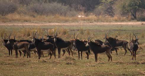 Sable Antelope