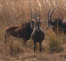 Sable Antelope