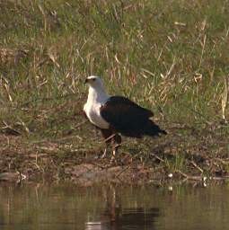 African Fish Eagle 2