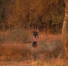 Woman Carrying Firewood