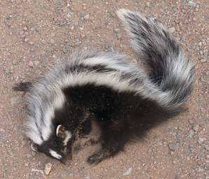 Petrified Forest Dead Skunk