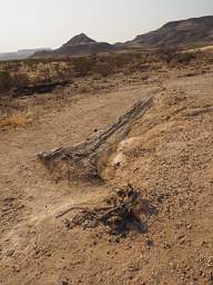 Petrified Forest