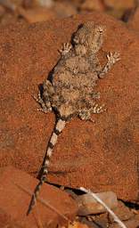 Petrified Forest Ground Agama