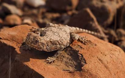 Petrified Forest Ground Agama