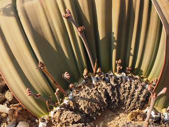 Petrified Forest Welwitchia New Growth