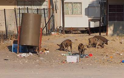 Ponhofi Street Pigs