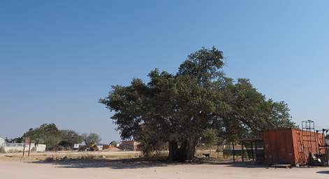 Big Tree