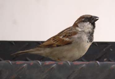 Xxx House Sparrow