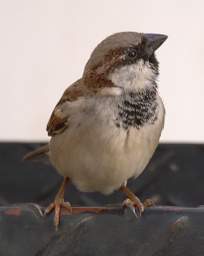 Ponhofi Bird Xxx House Sparrow