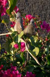 White Backed Mousebird