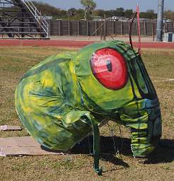 Ongwediva Fair Float Xxx Grasshopper