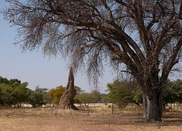 Ponhofi Shikadule Termite Mound