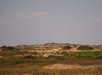 Skeleton Coast Uniab R Oryx