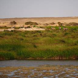 Skeleton Coast Uniab R Oryx