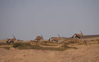 Skeleton Coast Uniab R Oryx