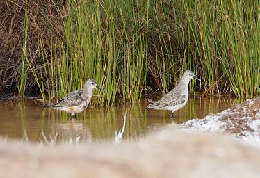 Skeleton Coast Uniab R Bird Curlew Sandpiper