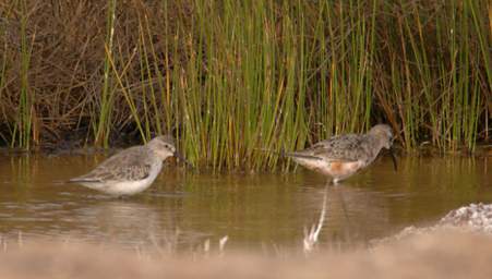 Skeleton Coast Uniab R Bird Curlew Sandpiper