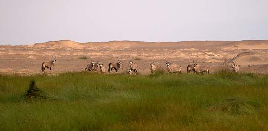 Skeleton Coast Uniab R Oryx