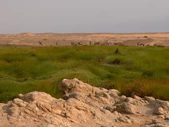 Skeleton Coast Uniab R Oryx