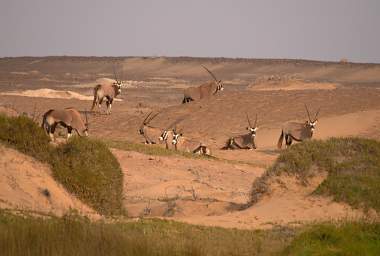 Skeleton Coast Uniab R Oryx