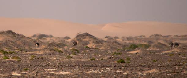 Skeleton Coast Uniab R Bird Ostrich