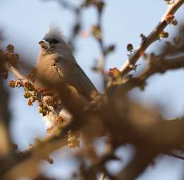 WT Last Night Bird White Backed Mousebird