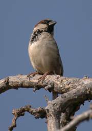 Sociable Weaver