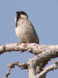 Sociable Weaver