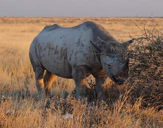 WT Etosha Rhino