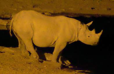 WT Etosha Night Water Hole Rhino