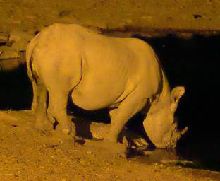 WT Etosha Night Water Hole Rhino