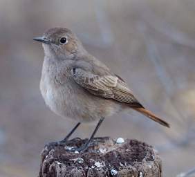 WT Etosha Bird Familiar Chat