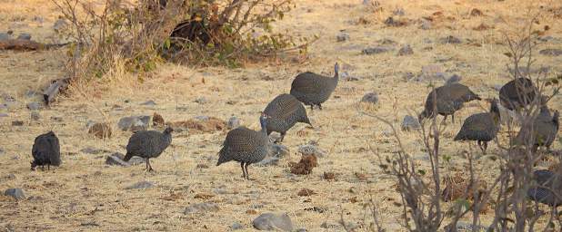 WT Etosha Bird Guinea Fowl