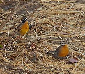 WT Etosha Bird Cinnamon Breasted Bunting