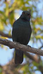 WT Etosha Bird Pale Winged Starling