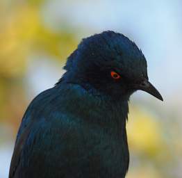 WT Etosha Bird Pale Winged Starling