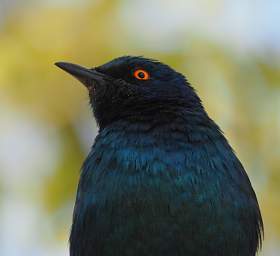 WT Etosha Bird Pale Winged Starling