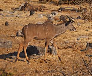 WT Etosha Kudu