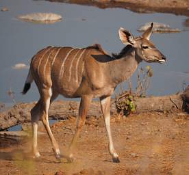 WT Etosha Kudu F