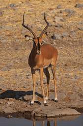 WT Etosha Black Faced Impala