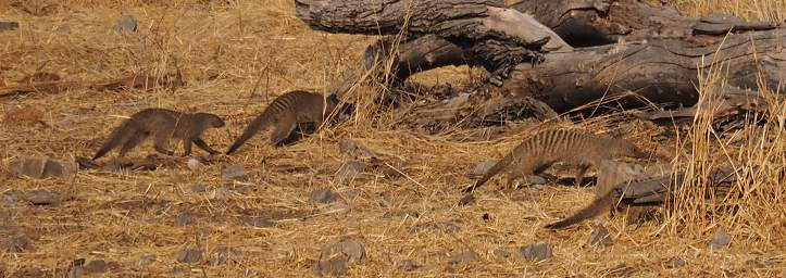 WT Etosha Banded Mongoose