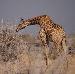 WT Etosha Giraffe