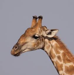WT Etosha Giraffe
