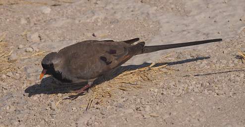 WT Etosha Bird Namaqua Dove
