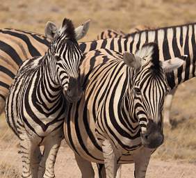 WT Etosha Burchells Zebra