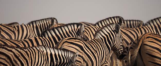 Burchell's Zebra Backs